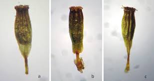 Attēlu rezultāti vaicājumam “Orthotrichum pumilum”
