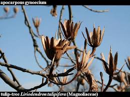 Attēlu rezultāti vaicājumam “Liriodendron tulipifera bud”