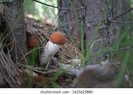 Attēlu rezultāti vaicājumam “Leccinum vulpinum”