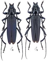 Attēlu rezultāti vaicājumam “Aromia moschata”