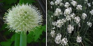 Attēlu rezultāti vaicājumam “Allium cepa”