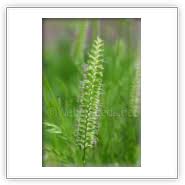 Attēlu rezultāti vaicājumam “Cynosurus cristatus flower”