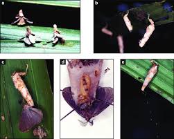 Attēlu rezultāti vaicājumam “Lycogala persicum young”