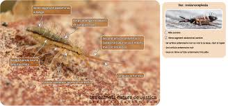 Attēlu rezultāti vaicājumam “Orchesella flavescens”