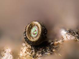 Attēlu rezultāti vaicājumam “Comatricha ellae spores”