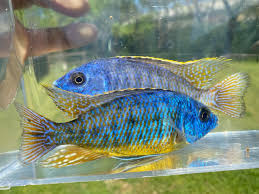 Attēlu rezultāti vaicājumam “Tetratoma ancora”