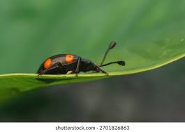 Attēlu rezultāti vaicājumam “Endomychidae”