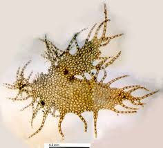 Attēlu rezultāti vaicājumam “Ptilidium pulcherrimum”