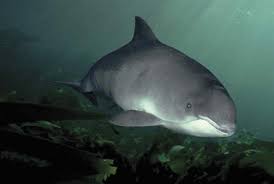 Image result for Phocoena phocoena