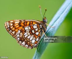 Attēlu rezultāti vaicājumam “Melitaea diamina underside”