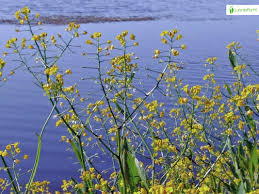 Attēlu rezultāti vaicājumam “Rorippa amphibia leaf”