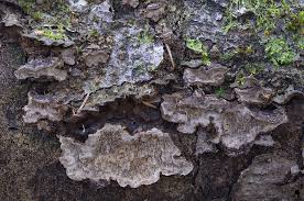 Attēlu rezultāti vaicājumam “Datronia mollis”