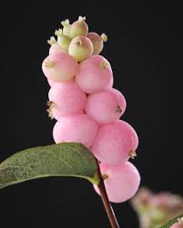 Attēlu rezultāti vaicājumam “Symphoricarpos albus”