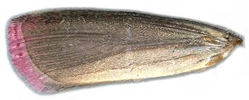 Attēlu rezultāti vaicājumam “Oncocera semirubella”