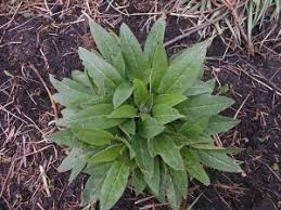 Attēlu rezultāti vaicājumam “Hesperis matronalis leaf”