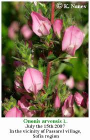 Attēlu rezultāti vaicājumam “Ononis arvensis flower”