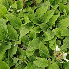 Attēlu rezultāti vaicājumam “Symphytum grandiflorum”