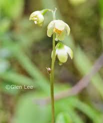 Attēlu rezultāti vaicājumam “Pyrola chlorantha leaf”