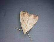 Attēlu rezultāti vaicājumam “Evergestis extimalis”