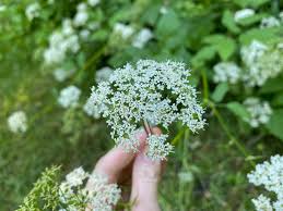 Attēlu rezultāti vaicājumam “Aegopodium podagraria flower”