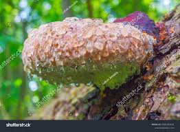 Attēlu rezultāti vaicājumam “Phellinus pini”