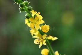 Attēlu rezultāti vaicājumam “Agrimonia pilosa leaf”