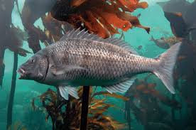 Image result for Lithognathus lithognathus