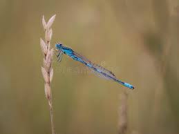 Attēlu rezultāti vaicājumam “Coenagrion puella male”