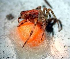 Attēlu rezultāti vaicājumam “Araneus diadematus eggs”