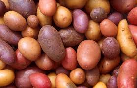 Attēlu rezultāti vaicājumam “Solanum tuberosum”