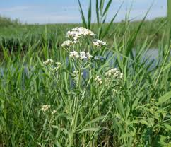 Attēlu rezultāti vaicājumam “Achillea salicifolia leaf”