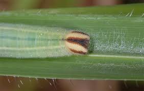 Attēlu rezultāti vaicājumam “Heteropterus morpheus underside”