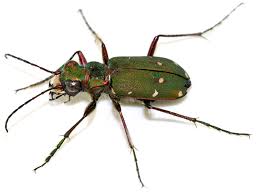 Attēlu rezultāti vaicājumam “Cicindela campestris”