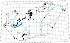 Attēlu rezultāti vaicājumam “Fissidens taxifolius sporophyte”
