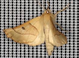 Attēlu rezultāti vaicājumam “Crocallis elinguaria imago”