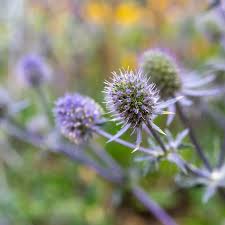 Image result for Edeldistel
