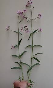 Attēlu rezultāti vaicājumam “Lychnis flos-cuculi fruit”