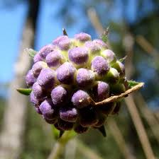 Attēlu rezultāti vaicājumam “Succisa pratensis bud”