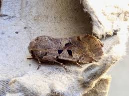 Attēlu rezultāti vaicājumam “Orthosia gothica”