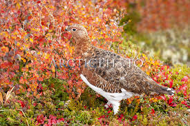 Attēlu rezultāti vaicājumam “Lagopus lagopus male”