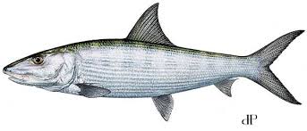 Image result for Albula vulpes