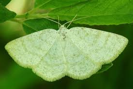 Attēlu rezultāti vaicājumam “Cabera exanthemata male”