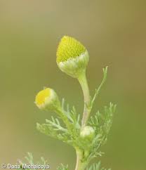 Attēlu rezultāti vaicājumam “Matricaria discoidea flower”