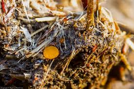 Attēlu rezultāti vaicājumam “Cheilymenia stercorea”