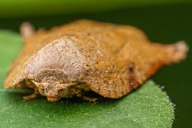 Attēlu rezultāti vaicājumam “Archips podana female”