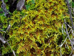 Attēlu rezultāti vaicājumam “Abietinella abietina”