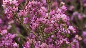 Attēlu rezultāti vaicājumam “Ericaceae”