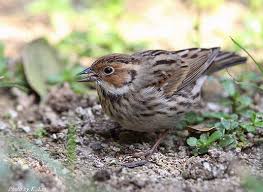 Image result for Emberiza pusilla