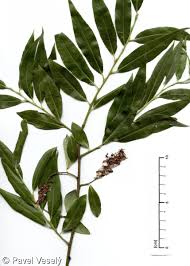 Attēlu rezultāti vaicājumam “Salix alba”