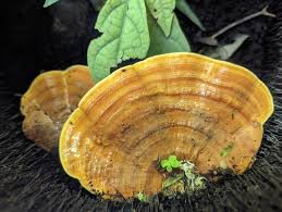 Attēlu rezultāti vaicājumam “Rigidoporus crocatus”